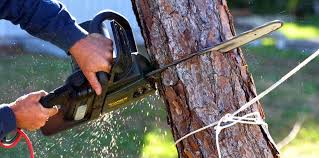 Best Tree Trimming and Pruning  in Hillsborough, CA