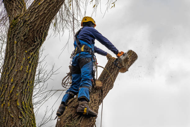 Best Storm Damage Tree Cleanup  in Hillsborough, CA