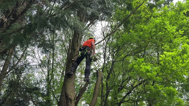 Best Lot and Land Clearing  in Hillsborough, CA