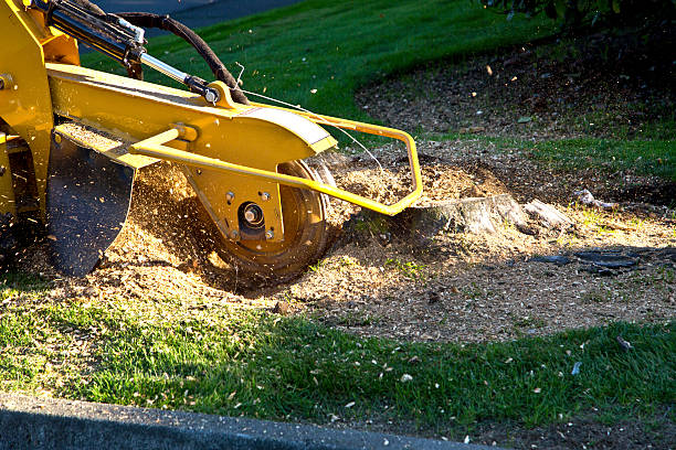  Hillsborough, CA Tree Removal Pros