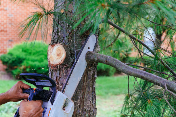 Best Tree Mulching  in Hillsborough, CA